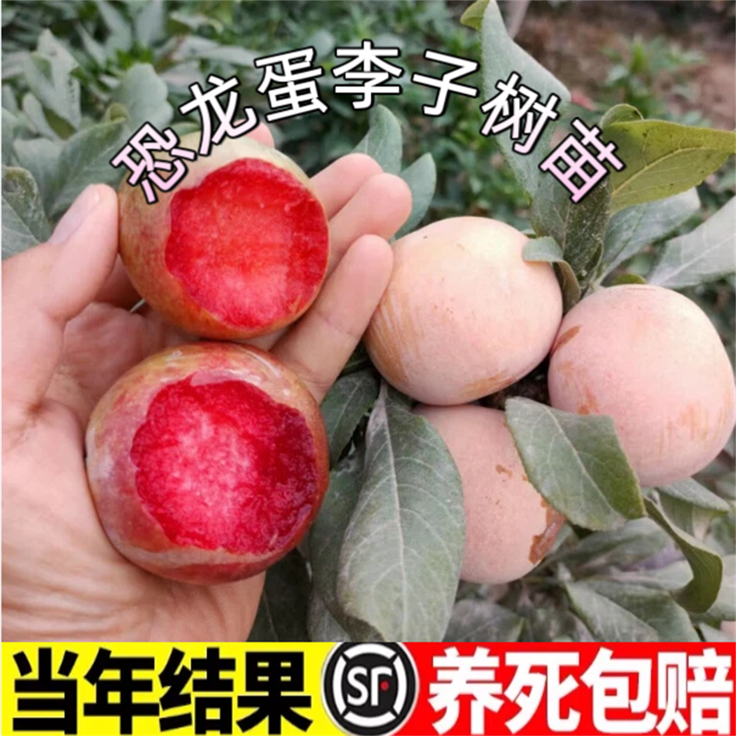 特大果耐寒恐龙蛋李子苗