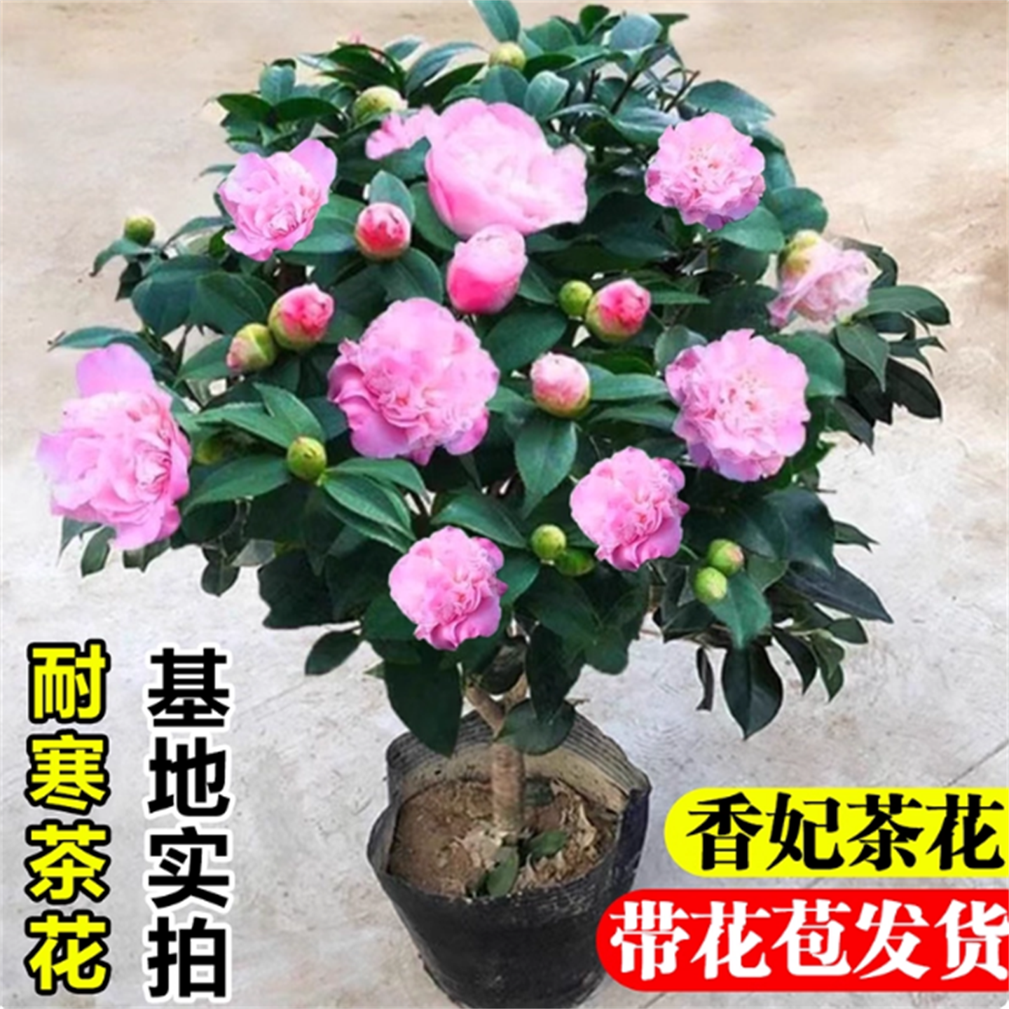 烈香茶花香妃千里香茶花苗带花苞盆栽花卉正品保证 三农开花包邮