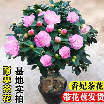 千里香茶花苗带花苞盆栽花卉