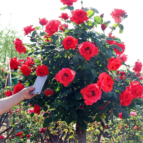 树桩月季花苗特大花朵四季开