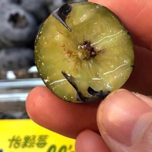 特大L25宝石蓝莓果树苗稀有蓝莓苗盆栽地栽苗南北方种植当年结果