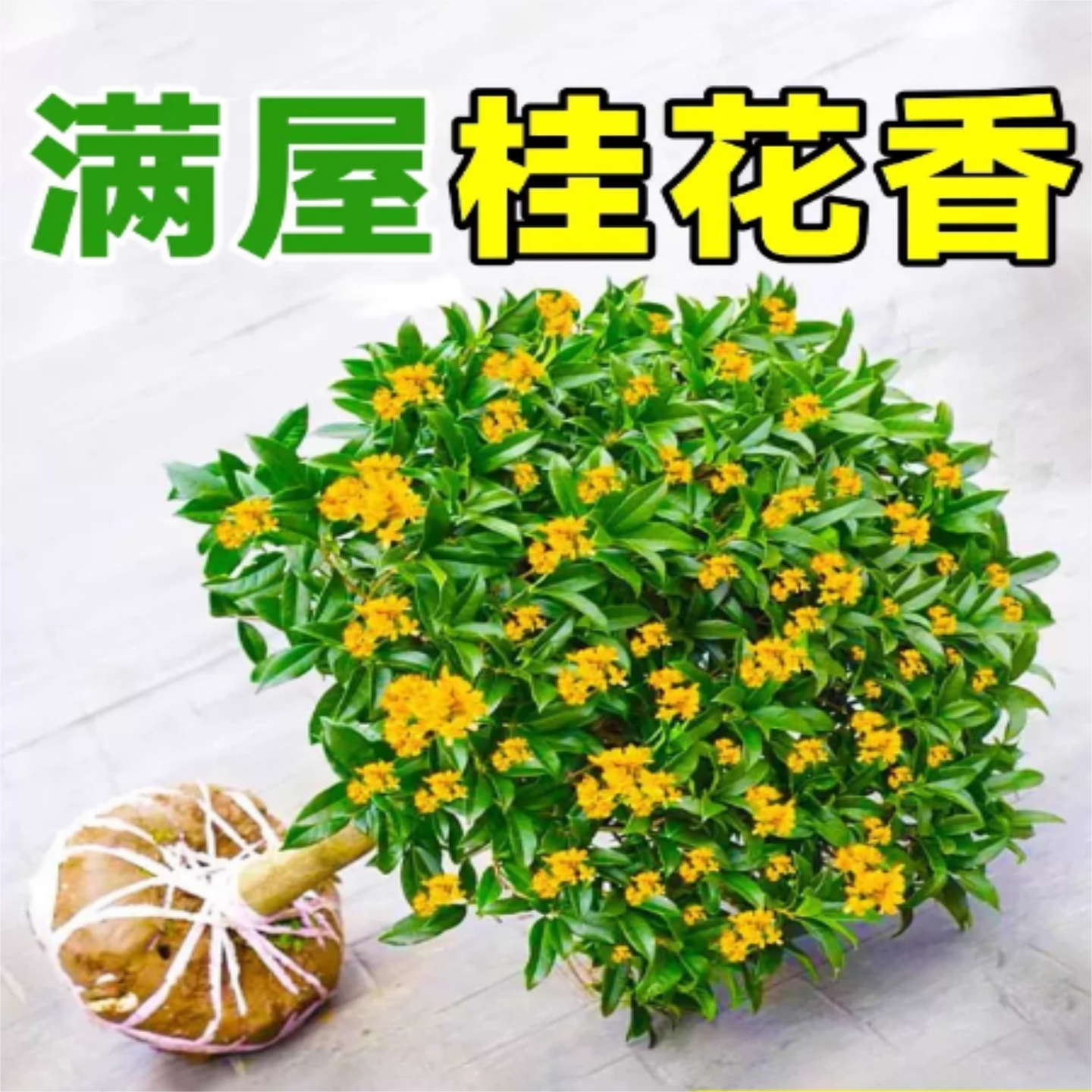 桂花树苗金桂丹桂嫁接苗