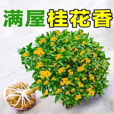 桂花树苗金桂丹桂嫁接苗