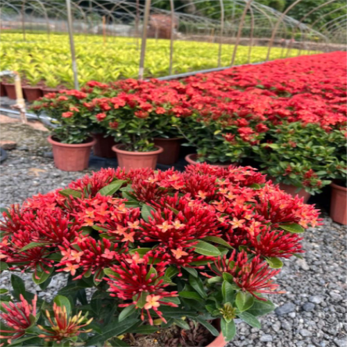 龙船花苗红色带苞易养盆栽地栽