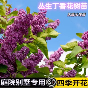 四季开花丁香花树苗盆栽浓香型庭院别墅专用耐旱耐寒南方北方种植