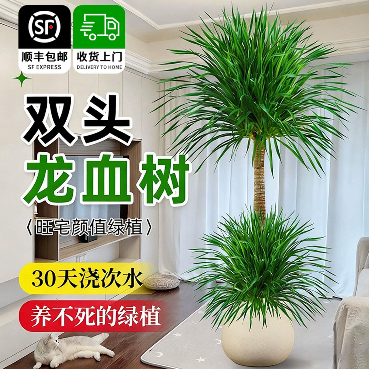双层龙血树客厅绿植多头龙须树龙铁树客厅绿植室内大型植物盆栽,鲜花速递/花卉仿真/绿植园艺,大型绿植/成品组合盆栽,淘宝优惠券,粉丝福利购,淘宝优惠卷