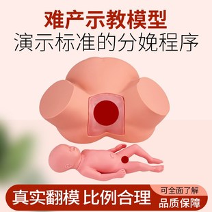 高级难产示教训练模型分娩示教模型 妇产科难产助产分娩教学模型
