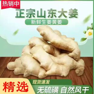山东大姜风干姜食用姜无土干姜生姜农家自种晒干新鲜正宗大块厨房