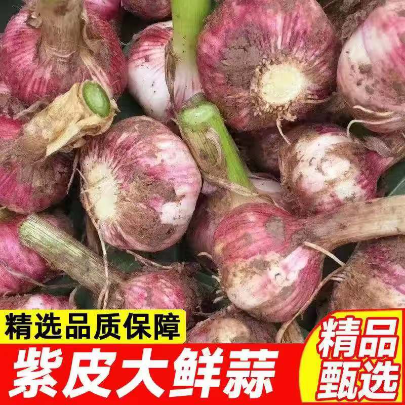 新鲜紫白皮大蒜5斤鲜蒜湿蒜腊八蒜多瓣蒜大蒜头腌糖醋蒜农家自种
