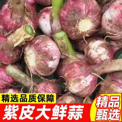 2026现挖紫白皮大蒜湿蒜