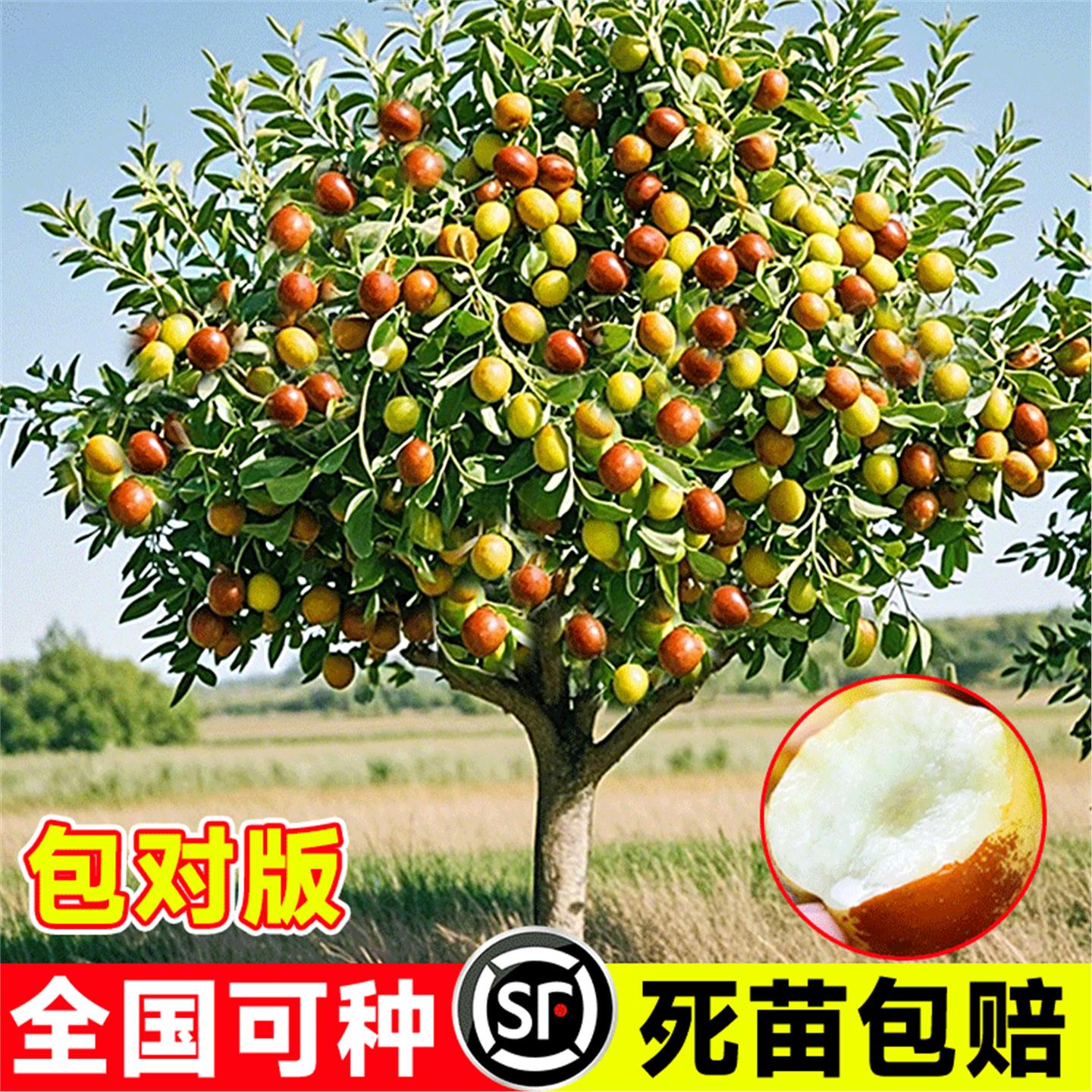 枣树活苗嫁接冬地栽果当年