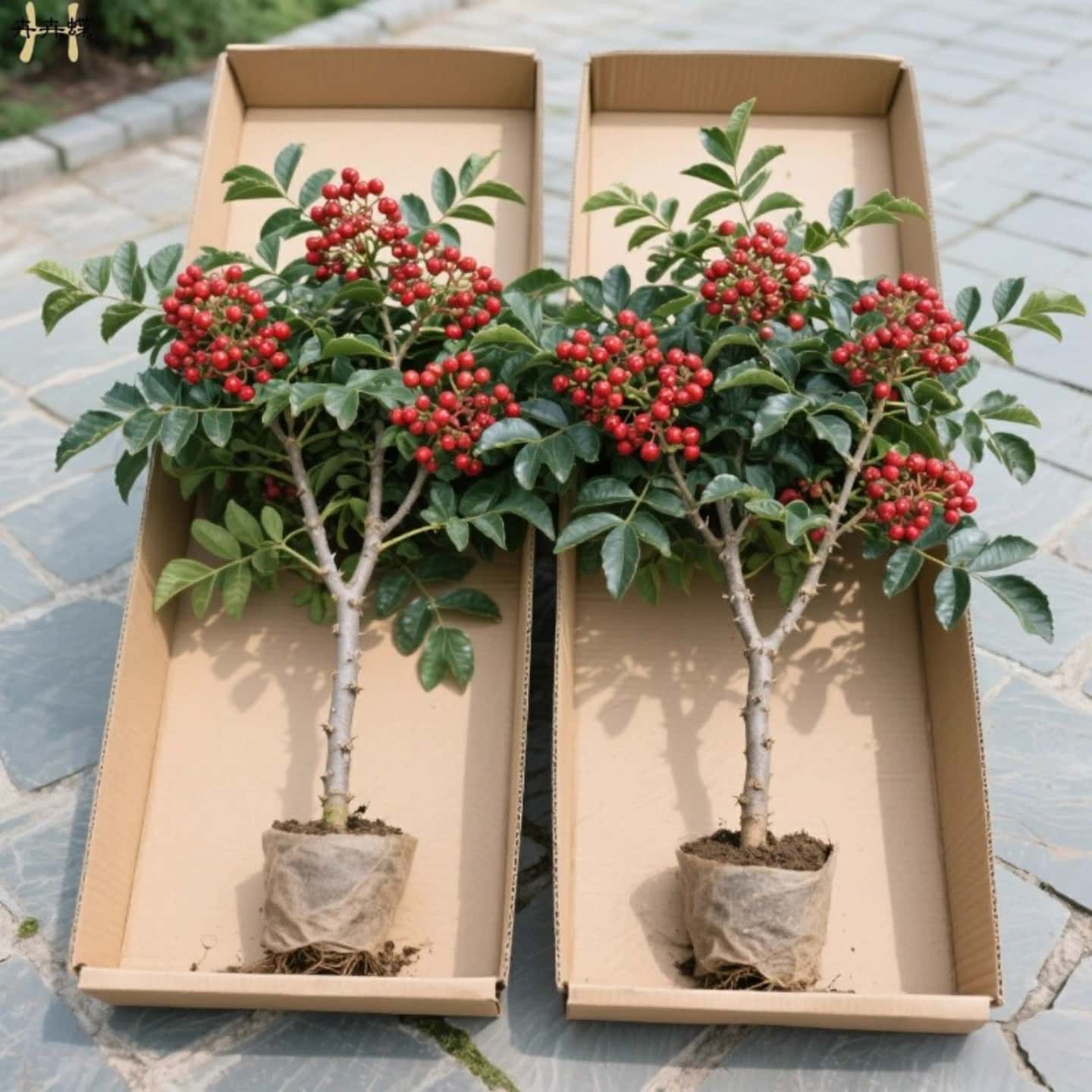 花椒苗树大红袍带土小种盆