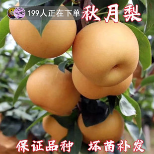 正宗秋月梨树果苗嫁接冰糖雪梨苹果梨砀山梨丰水梨当年结果活树苗