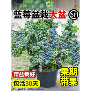 蓝莓树果苗盆栽带果带花苞花香苗地栽南方北方种植L25特大号果树