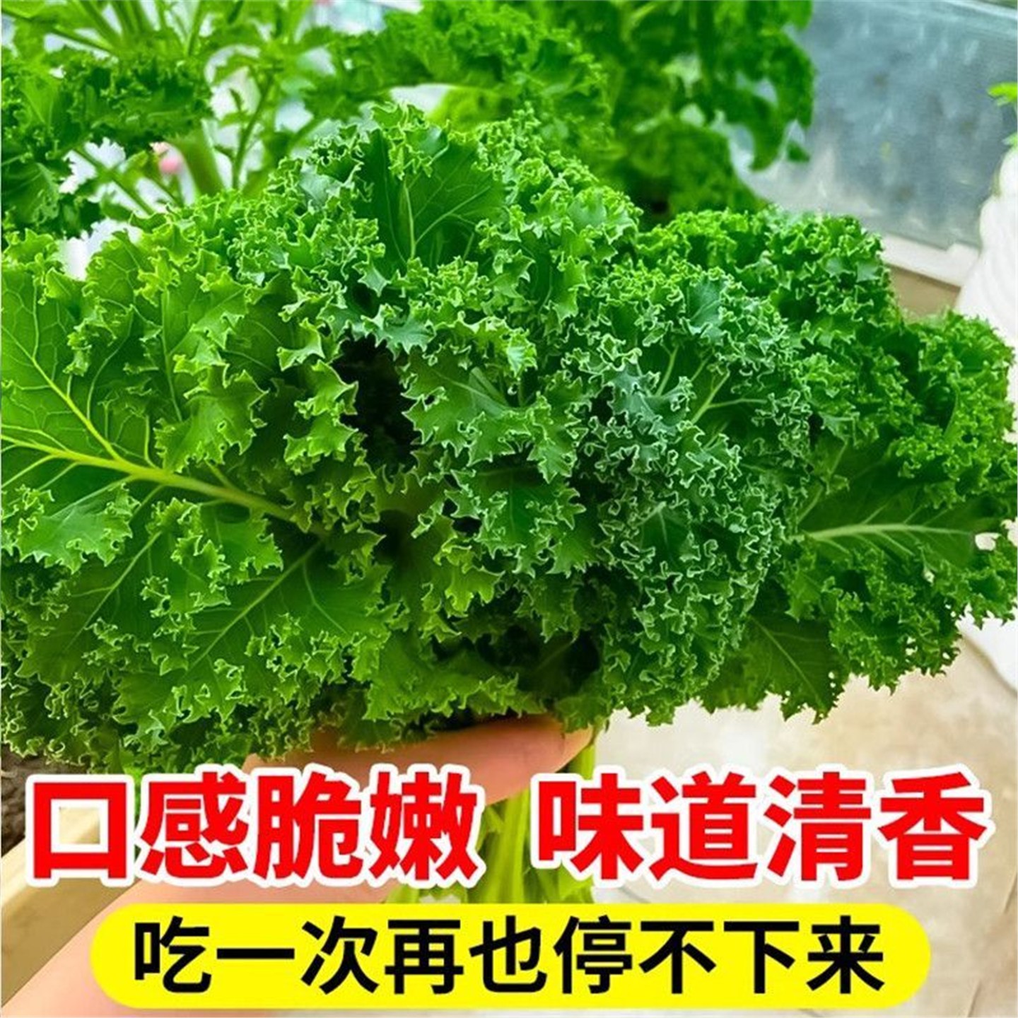 食用绿羽衣甘蓝苗叶种籽阳