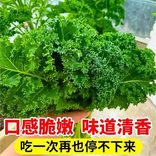 食用绿羽衣甘蓝苗羽叶甘蓝种籽阳台盆栽大田易种四季 可播耐寒蔬菜