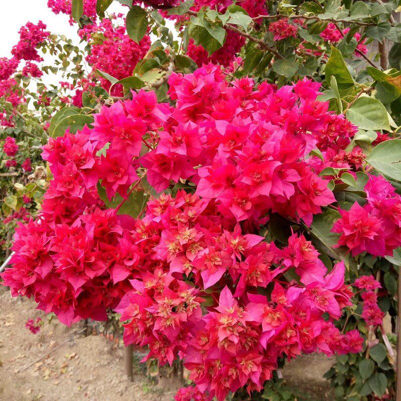 三角梅重瓣类重瓣红重瓣黄重瓣粉重瓣橙重瓣怡锦重瓣枣红斑重瓣粉