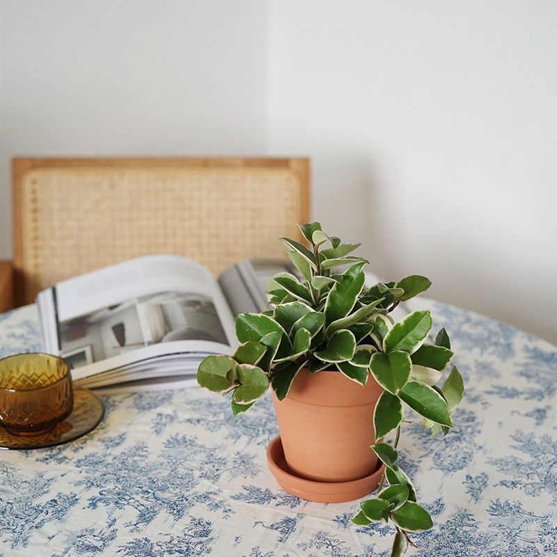植物私生活 花叶球兰爬藤垂吊开花植物小清新办公室植物盆栽,鲜花速递/花卉仿真/绿植园艺,绿植,淘宝优惠券,粉丝福利购,淘宝优惠卷
