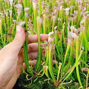 白色瓶子草食虫草白瓶捕蝇草食虫植物吃虫子驱蚊草猪笼草学生绿植