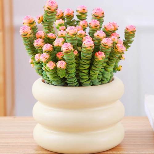 钱串子植物多肉小盆栽办公室桌面好养观叶花卉多头老桩四季好养活