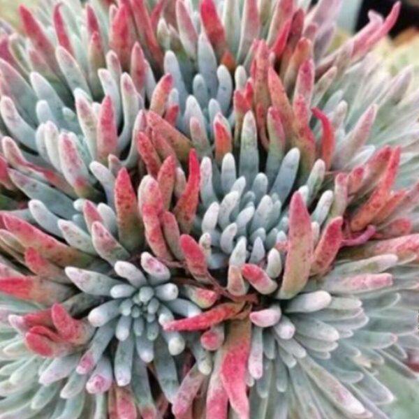 多肉植物仙女杯爱杜丽斯大颗好养木质群生大老桩精品稀有易活