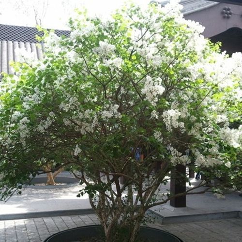 华北紫丁香花苗   园林绿化庭院绿化树苗 花园小区美化