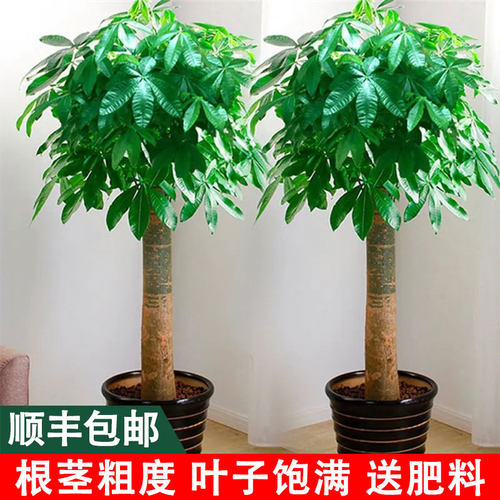客厅发财树盆栽室内植物开业送礼大盆栽办公室大型绿植乔迁招财树