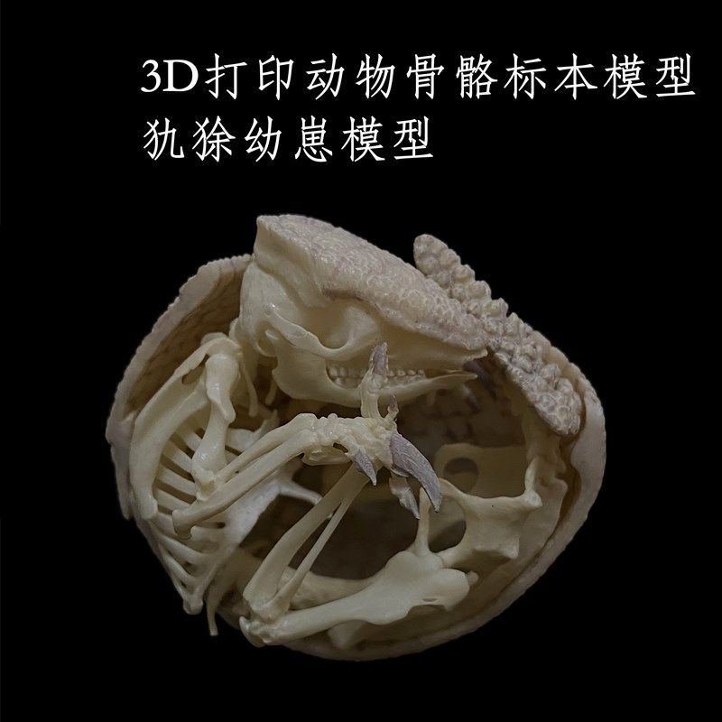 新款3D打印动物骨骼标本高精度模型光敏树脂摆件装饰礼物收藏定制,家居饰品,3D模型摆件,淘宝优惠券,粉丝福利购,淘宝优惠卷