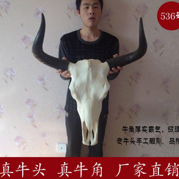 牛头骨装饰工艺品牦牛头骨装饰标本壁挂藏区标本特色壁饰真牛头骨