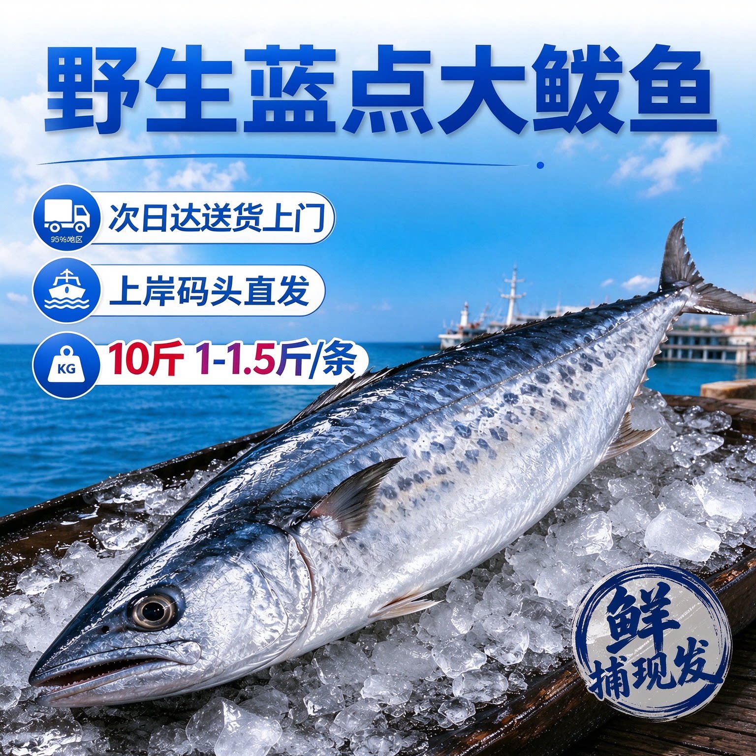 C直播鲅鱼新鲜冷冻整箱山东特大马鲛鱼燕鲅鱼烟台整条段海鱼马友