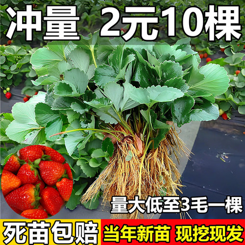 四季草莓苗奶油红颜秧大棚