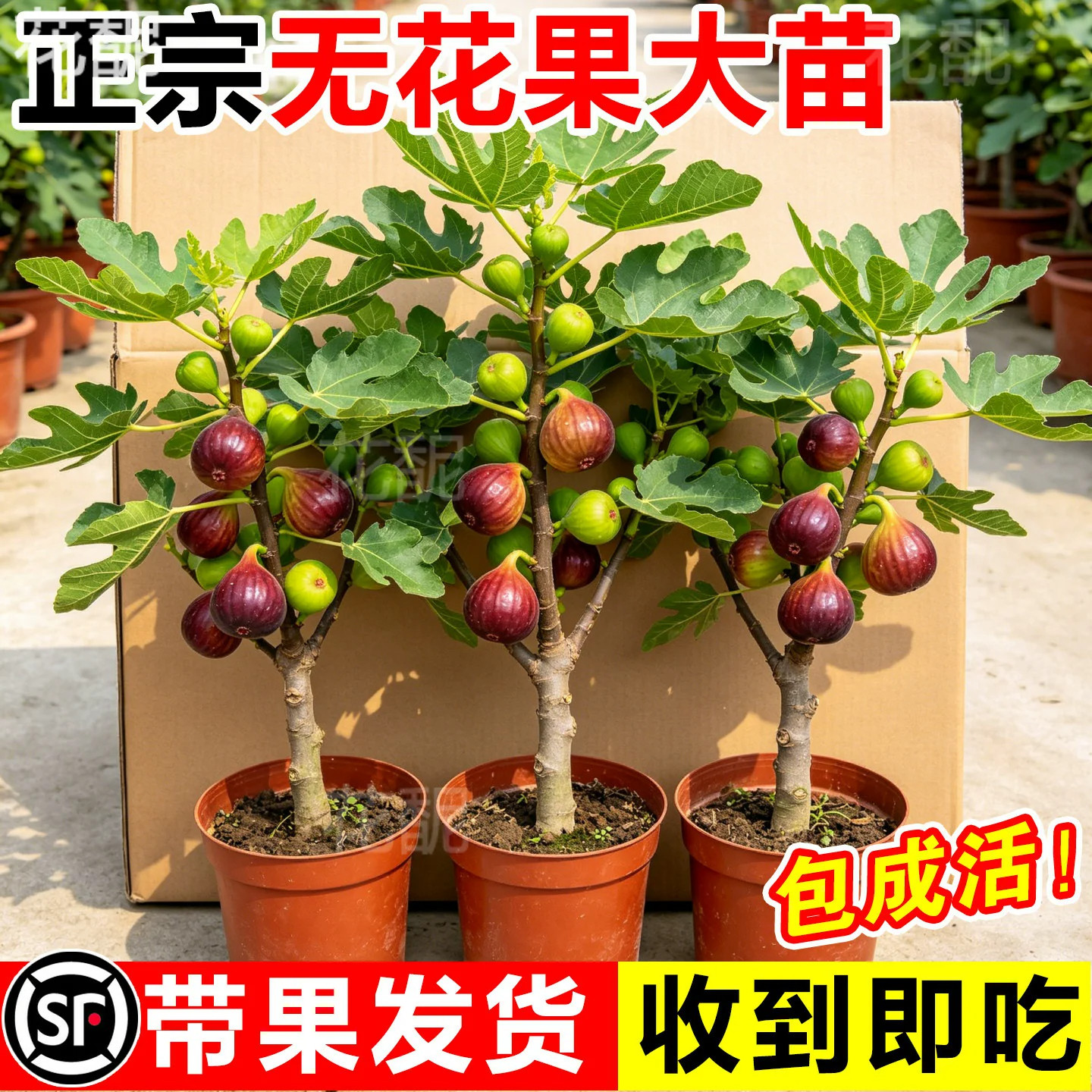 无花果树苗带盆栽波姬红特图片