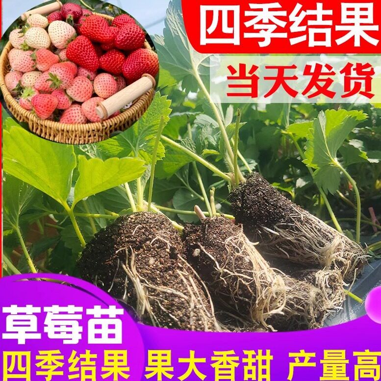 草莓苗穴盘苗秧盆栽特大号奶油玄玉红颜黑珍珠脱毒苗四季结果