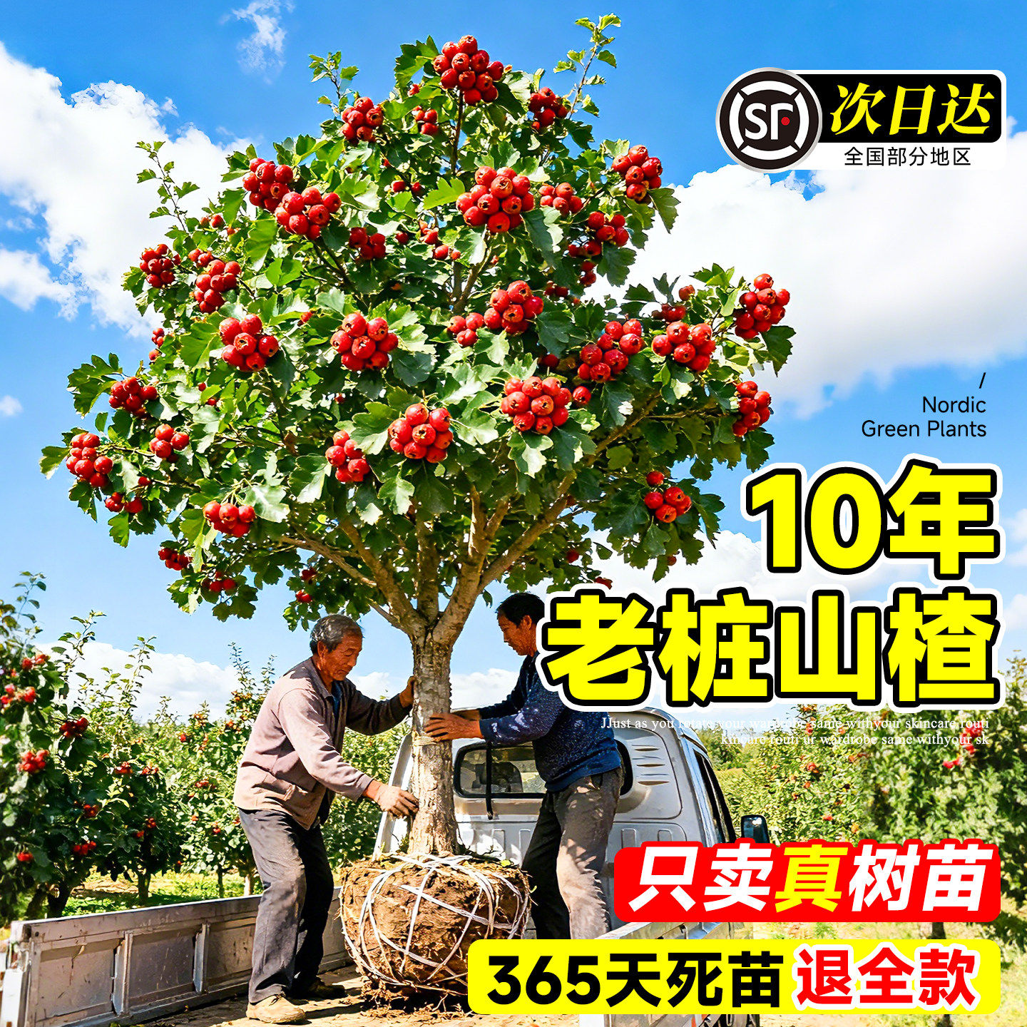 山楂树活苗果苗嫁接苗高产大金星山楂盆栽地栽果树南北方种植四季