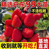 四季 草莓苗奶油红颜草莓秧大棚种植草莓盆栽当年结果新苗带土果苗