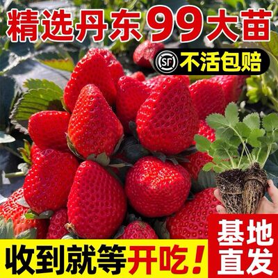 四季草莓苗奶油红颜秧大棚