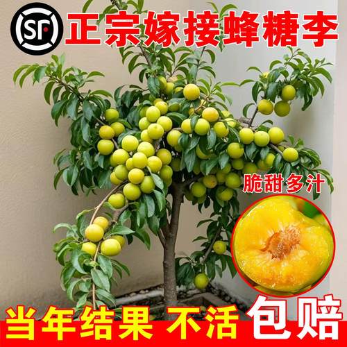 正宗蜂糖李子树苗三华恐龙