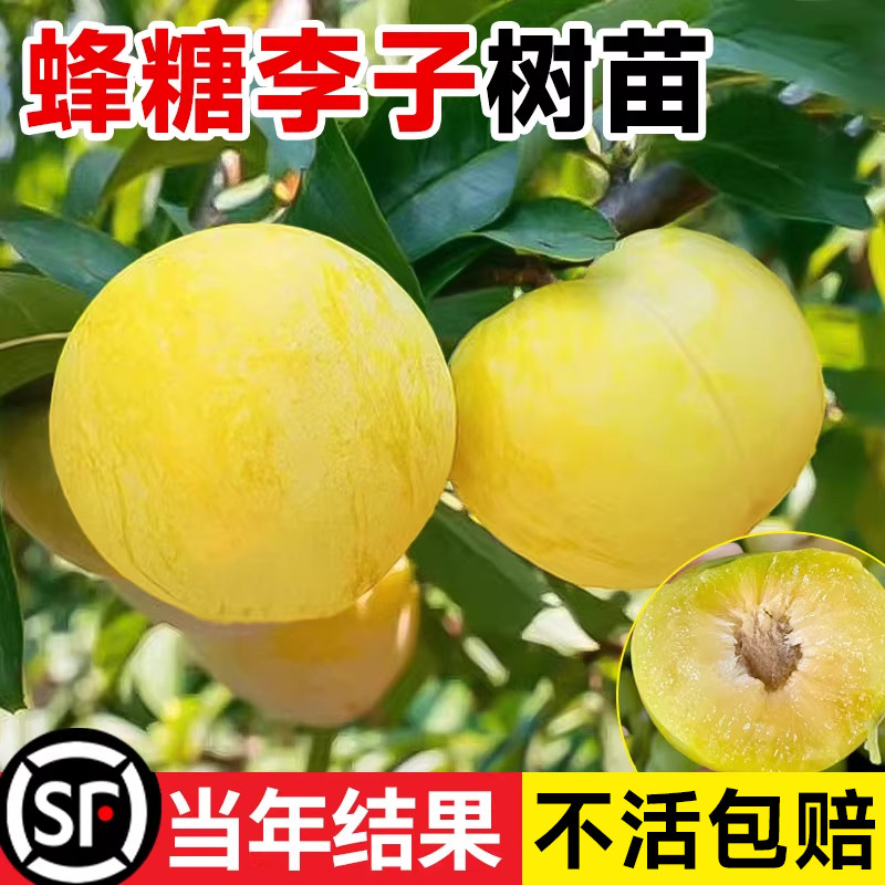 糖李子树苗水果树果苗盆栽南北方种植冰糖红心三华李新品种贵州