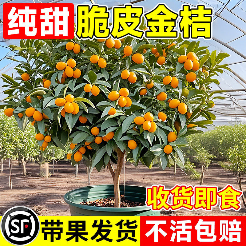 脆皮金桔带果发货盆栽树苗四季果树可食用橘子苗脆皮金橘室内常绿,鲜花速递/花卉仿真/绿植园艺,果树,淘宝优惠券,粉丝福利购,淘宝优惠卷