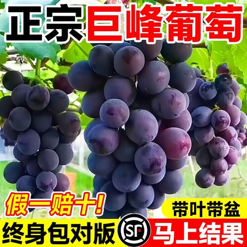 24h顺丰送货上门-葡萄苗带土发货