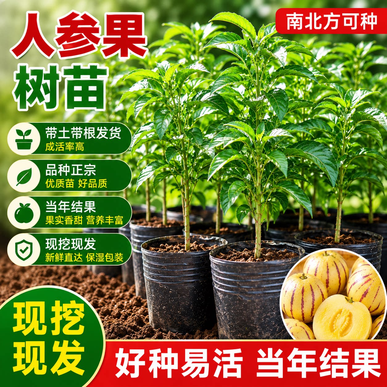 人参果人生果孑果树果苗水果种子盆栽苗广东秧苗特大号秧当年结果