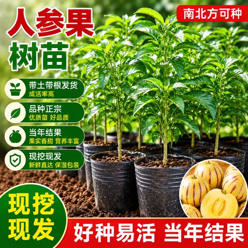 参果人生果孑果树苗当年结果
