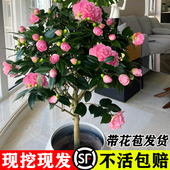 茶花树苗带花苞发货香妃花卉盆栽四季 山茶花易活花苗耐寒好养绿植