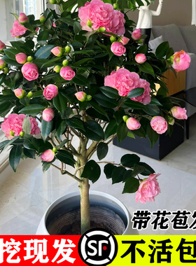 茶花树苗带花苞发货香妃花卉盆栽四季山茶花易活花苗耐寒好养绿植