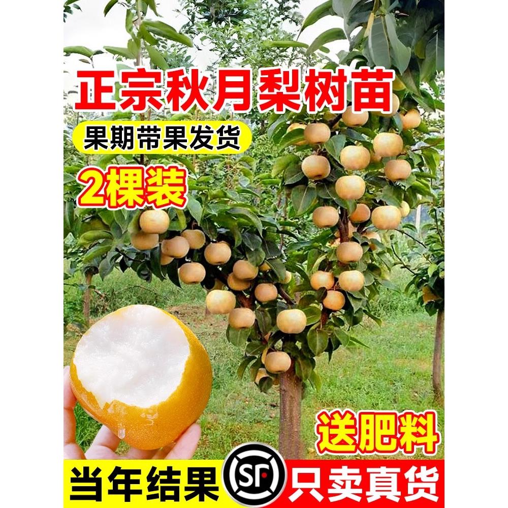 梨树果苗正宗嫁接秋月南北
