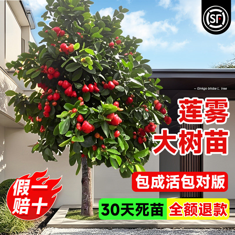 莲雾树苗黑金刚黑糖芭比台湾嫁接四季新品种南方带叶果树庭院地栽
