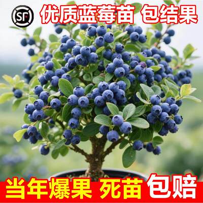 L25蓝莓树果苗盆栽F6南方