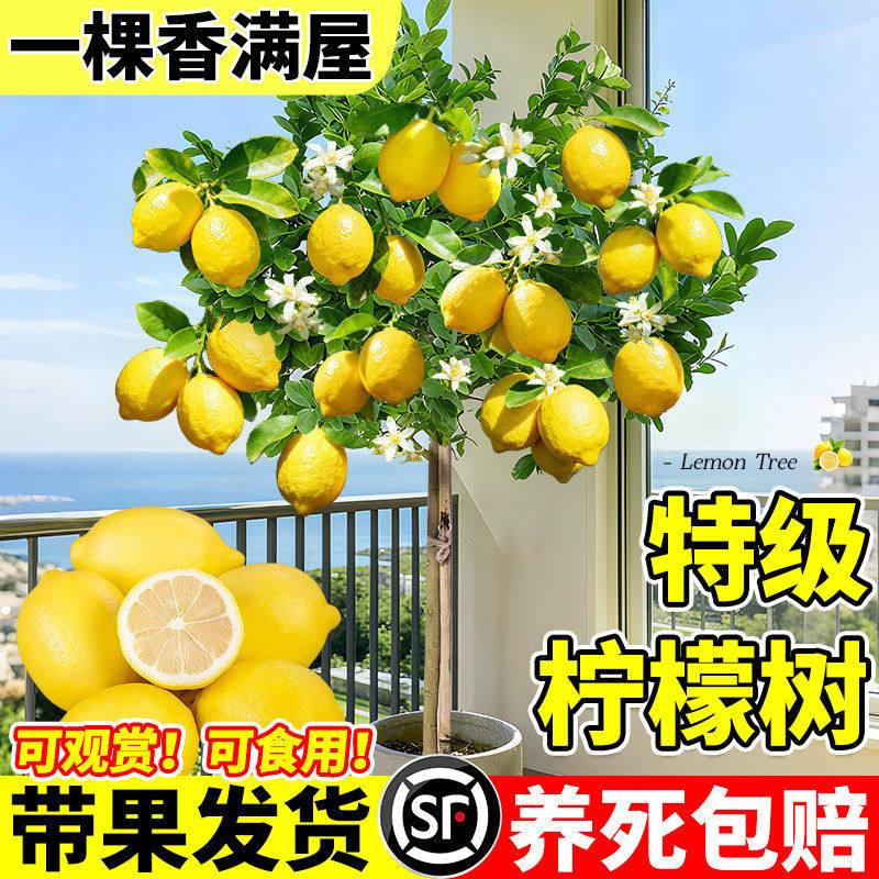 香水柠檬树盆栽水果树苗客厅绿植物带果可食用室内外阳台四季结果