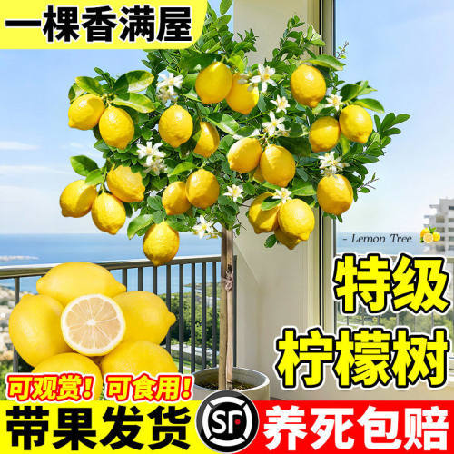 香水柠檬树盆栽果苗客厅绿