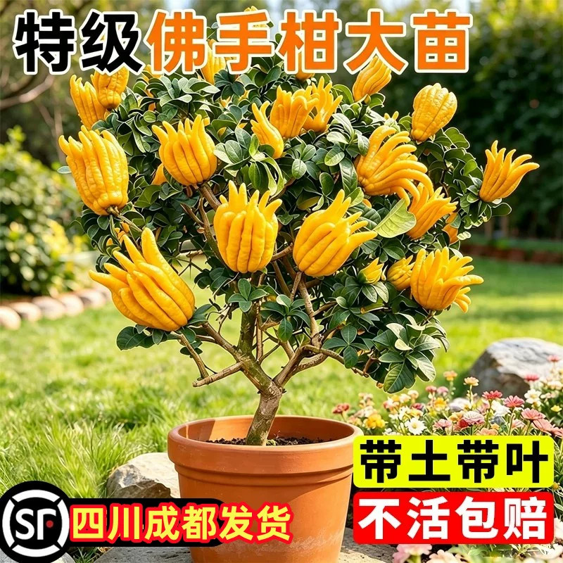 四川佛手柑树苗盆栽带果佛手柑盆景地栽可食用植南北方物庭院种植